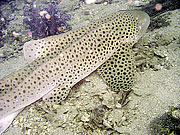 Picture 'Th1_0_3080 Leopard Shark, Zebra Shark, Thailand'